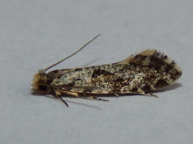 Tineidae: Nemapogon granella (cfr.)